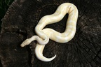 Königspython Albino