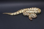 Butter Python regius