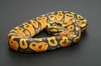 Pastel Ghost Königspython