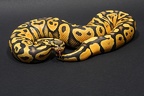 Pastel Ghost Regius