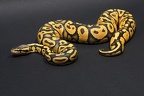 Pastel Ghost Regius