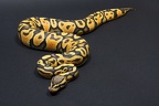 Pastel Ghost Regius
