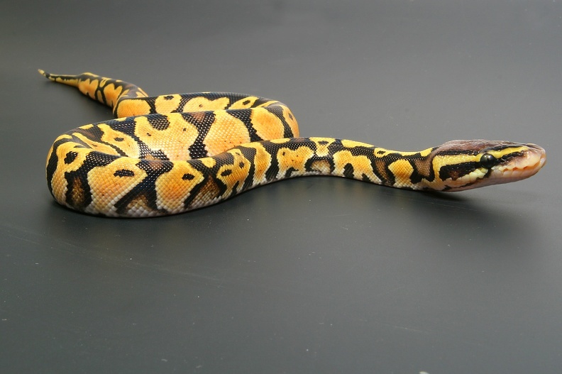 Pastel Python Regius