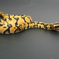 Pastel Python Regius