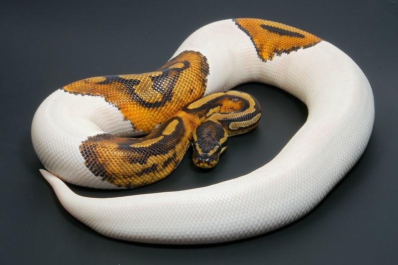 Python regius Piebald