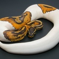 Python regius Piebald