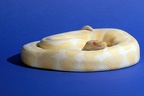 Regius Albino