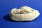Regius Albino