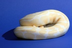 Regius Albino