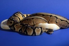 Regius Morph