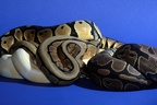 Regius Morph