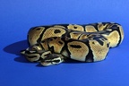 Pastel