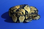 Pastel