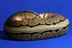 Regius Spider