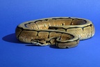Regius Spider