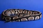 Python Regius