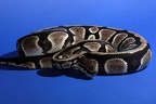 Python regius