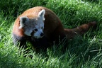 Kleiner Panda