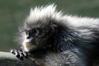 Brillenlangur