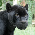 Porträt schwarzer Jaguar