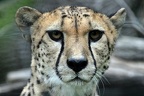 Porträt Gepard (6092 visits) Zoo Krefeld: Das Gesicht des Geparden ist ungefleckt, trägt aber zwei schwarze Streifen, die von de... Porträt Gepard