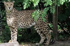 Gepard