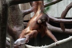 Orang Utan