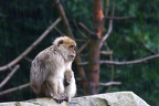 Berberaffe im Regen