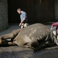 Elefantenpflege
