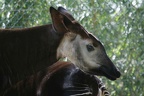 Okapi
