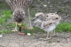 Fütterung der Jungvögel