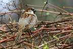Sperlingsmännchen
