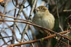 Sperlingsweibchen