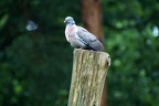 Ringeltaube im Regen