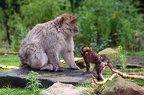 Berberaffe mit Jungtier