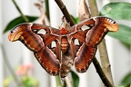 Atlasspinner