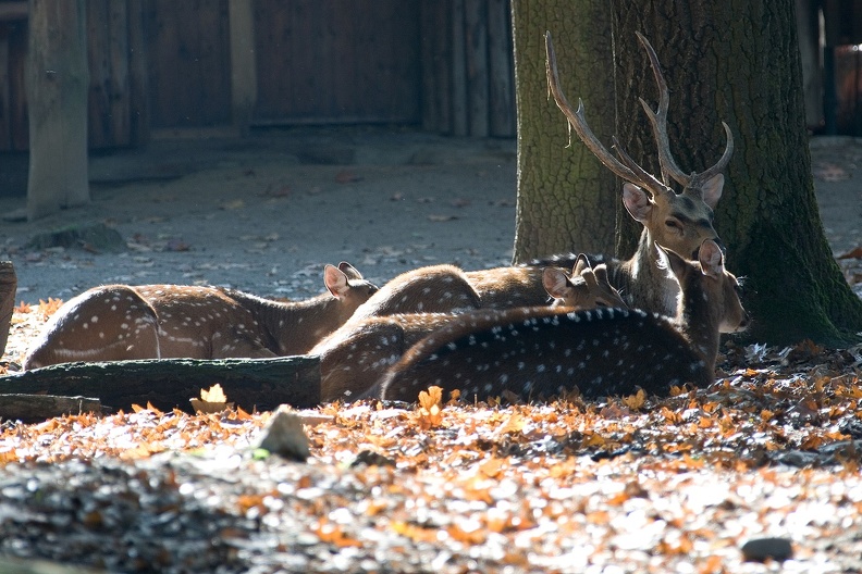 Zoo Krefeld: Die weißen Körperflecke dienen der Formauflösung, so sind die Axishirsche vor ihrem größten Feind, dem Tiger geschützt. axishirsche_7564.jpg