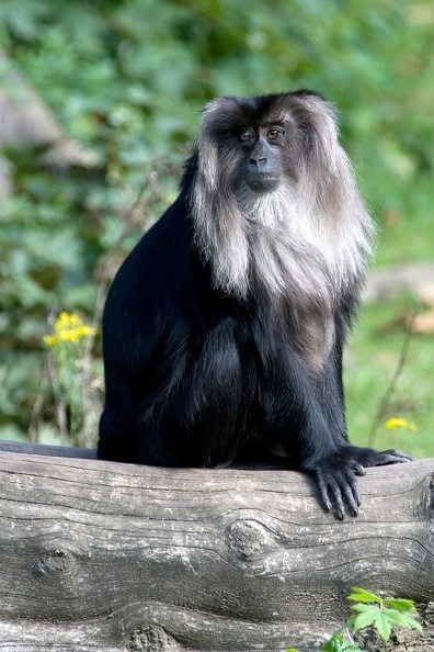 Zoo Rostock: Namensgebend für die vom Aussterben bedrohten Bartaffen ist die ausgeprägte Mähne. bartaffe_6002.jpg