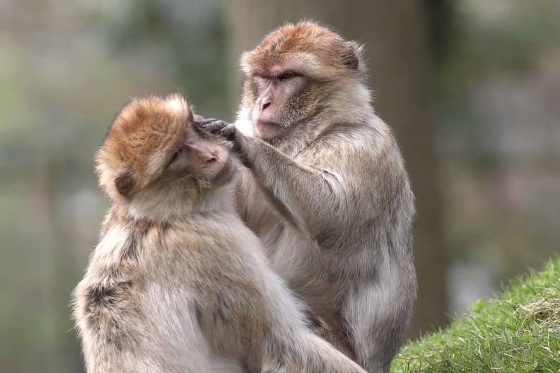 Naturzoo Rheine: Die Fellpflege erfüllt nur zum Teil eine reinigende Aufgabe, sie dient vielmehr der Pflege der gegenseitigen Beziehung. Sowohl derjenige, der den anderen an sein Fell lässt, als auch derjenige, der die pflegerische Tätigkeit ausführt, signalisiert damit so etwas wie eine geduldete Nähe. Die Fellpflege dient also eigentlich der Pflege sozialer Bindungen. berberaffen_8530.jpg