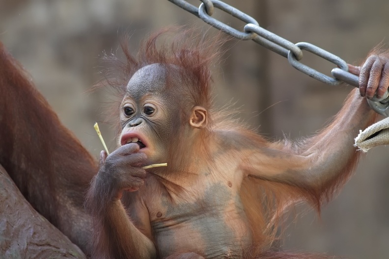 Zoo Krefeld: Das Orang Utan Jungtier mit Punkfrisur ist die Attraktion im Affenhaus. borneo_orang_utan_9458_a.jpg