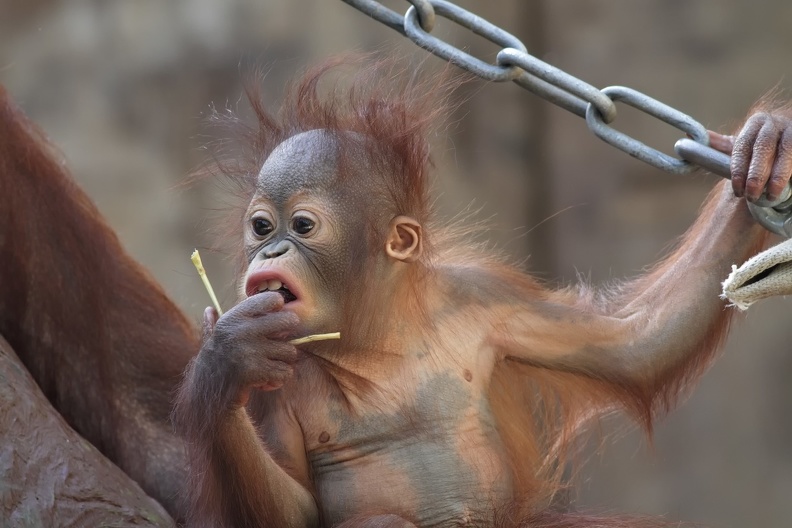 Borneo Orang Utan