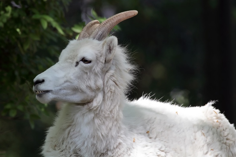 Zoo Krefeld: Die Hörner der Dallschaf- Weibchen sind dünn und ragen nach hinten, die der Männchen sind deutlich schwerer und größer und drehen sich mit der Zeit ein. dallschaf_9403.jpg
