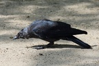 Dohle auf Fliegenjagd