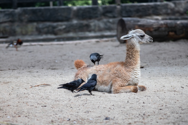 Zoo Krefeld:Die Dohlen die im oder in der Nähe des Zoos brüten benutzen Guanakowolle als Nistmaterial dohlen_guanakowolle_1847.jpg