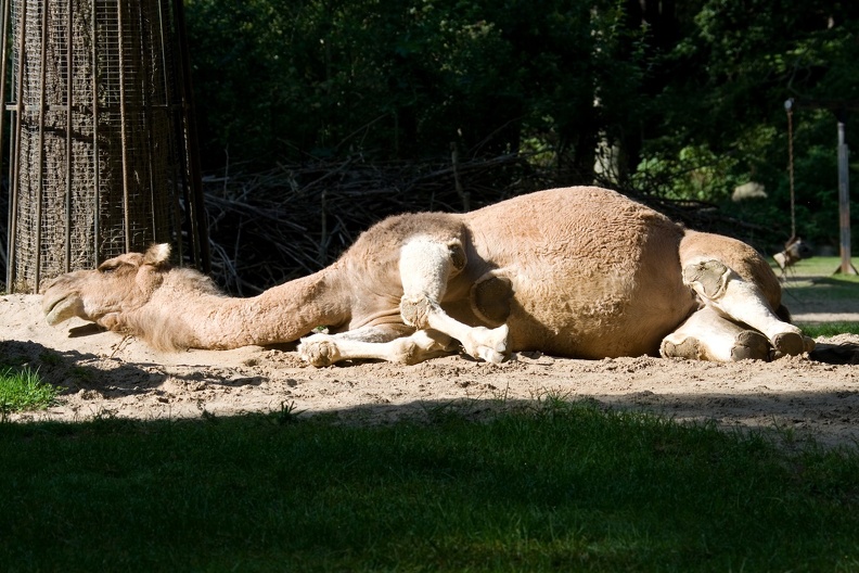 Zoo Rostock: Nach dem Staubbad liegt das Dromedar in der Sandkuhle. dromedar_5995.jpg