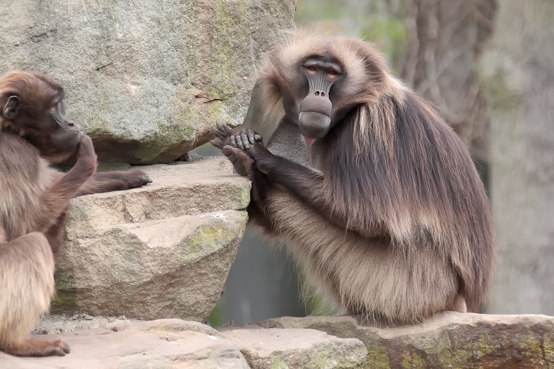 Naturzoo Rheine: Dscheladas oder Blutbrustpaviane haben ein dichtes Fell, dass sie vor Kälte schützt. In ihrem Lebensraum, den Hochebenen Äthiopiens zwischen 2200 und über 4400 Metern Höhe wird es Nachts sehr kalt. dscheladas_8705.jpg