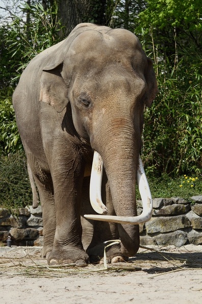 Elefantenbulle Radza