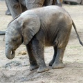 Elefantenkalb