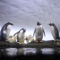 eselspinguine_1738.JPG