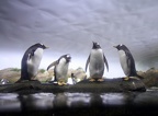 Eselspinguine